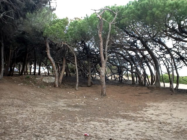 Part de la pineda de Llevant Mar (Gav� Mar) despr�s de ser cremada en dos incendis intencionats consecutius (22 Maig 2012)